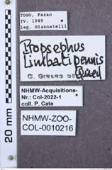 Etiketten zu Propsephus cavifrons (NHMW-ZOO-COL-0010216)